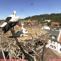 13_00-nest.jpg