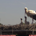 13_05-mast.jpg