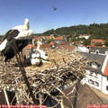 13_05-nest.jpg