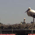 13_10-mast.jpg