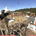 13_10-nest.jpg