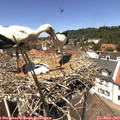 13_15-nest.jpg