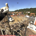 13_25-nest.jpg
