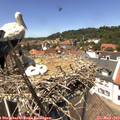 13_30-nest.jpg