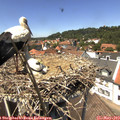 13_35-nest.jpg