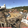 13_40-nest.jpg