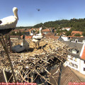 13_45-nest.jpg