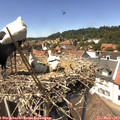 13_55-nest.jpg
