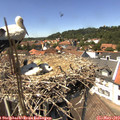 14_00-nest.jpg