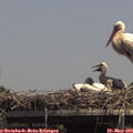 14_05-mast.jpg