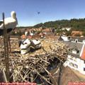 14_05-nest.jpg