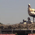 14_10-mast.jpg