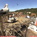 14_10-nest.jpg