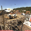 14_15-nest.jpg