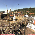 14_20-nest.jpg