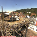 14_25-nest.jpg