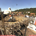 14_30-nest.jpg