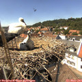 14_35-nest.jpg