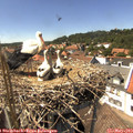 14_40-nest.jpg