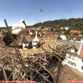 14_45-nest.jpg