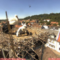 14_50-nest.jpg