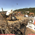 14_55-nest.jpg