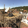 15_00-nest.jpg