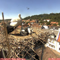 15_05-nest.jpg