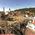 15_15-nest.jpg