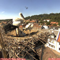 15_20-nest.jpg