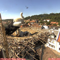 15_25-nest.jpg