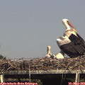 15_30-mast.jpg