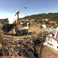 15_30-nest.jpg