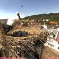 15_35-nest.jpg