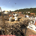 15_40-nest.jpg