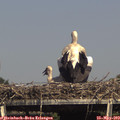 15_45-mast.jpg