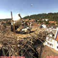 15_45-nest.jpg