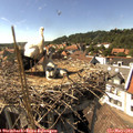 15_50-nest.jpg