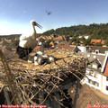 15_55-nest.jpg