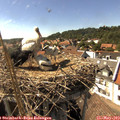 16_05-nest.jpg