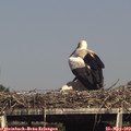 16_10-mast.jpg
