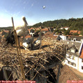 16_15-nest.jpg