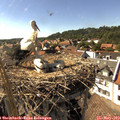 16_20-nest.jpg