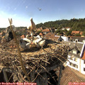 16_25-nest.jpg