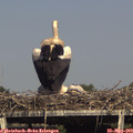 16_30-mast.jpg