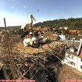 16_30-nest.jpg