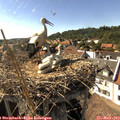 16_35-nest.jpg