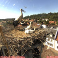 16_40-nest.jpg
