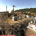 16_45-nest.jpg