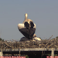 16_50-mast.jpg